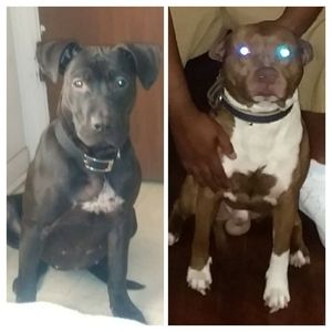 Meet your Posher, Martel